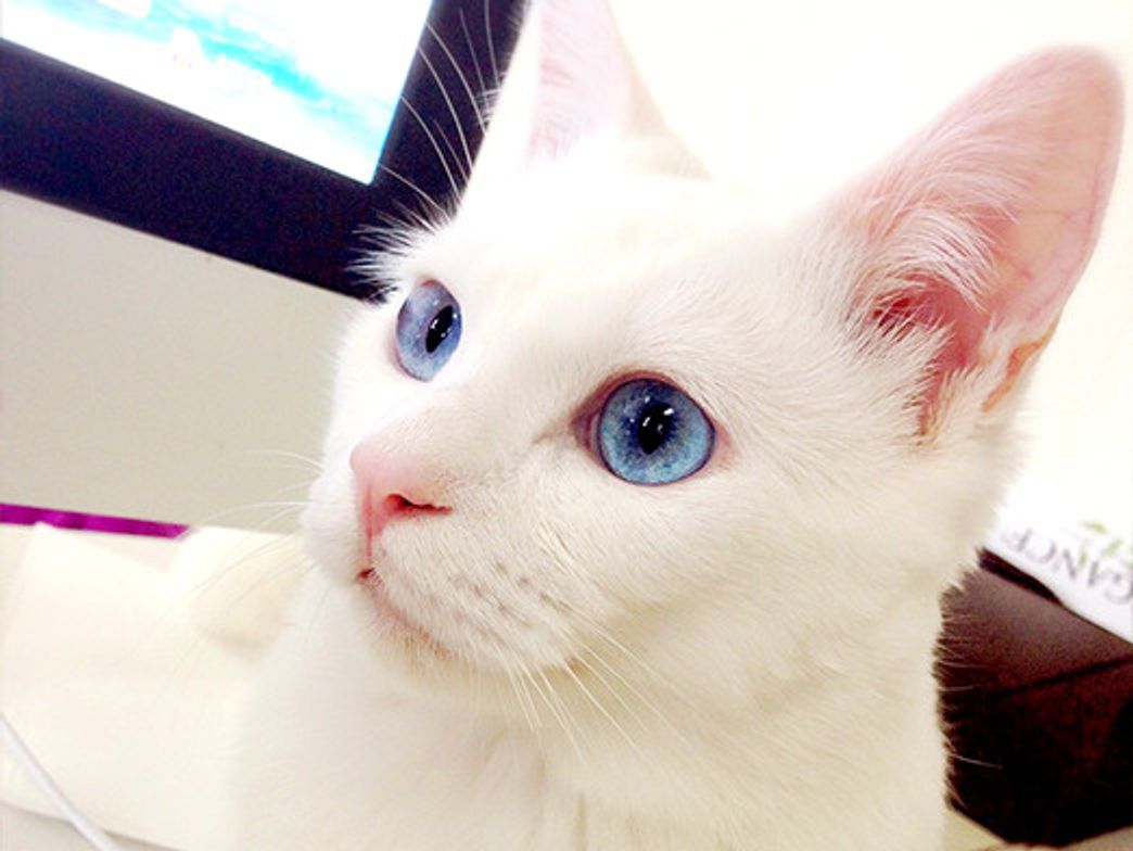 初めまして 残念なイケメン猫 揺るぎなきセツstyle Vol 1 ねこのきもちweb Magazine 初めまして 残念なイケメン猫 揺るぎなきセツstyle Vol 1 ねこのきもちweb Magazine