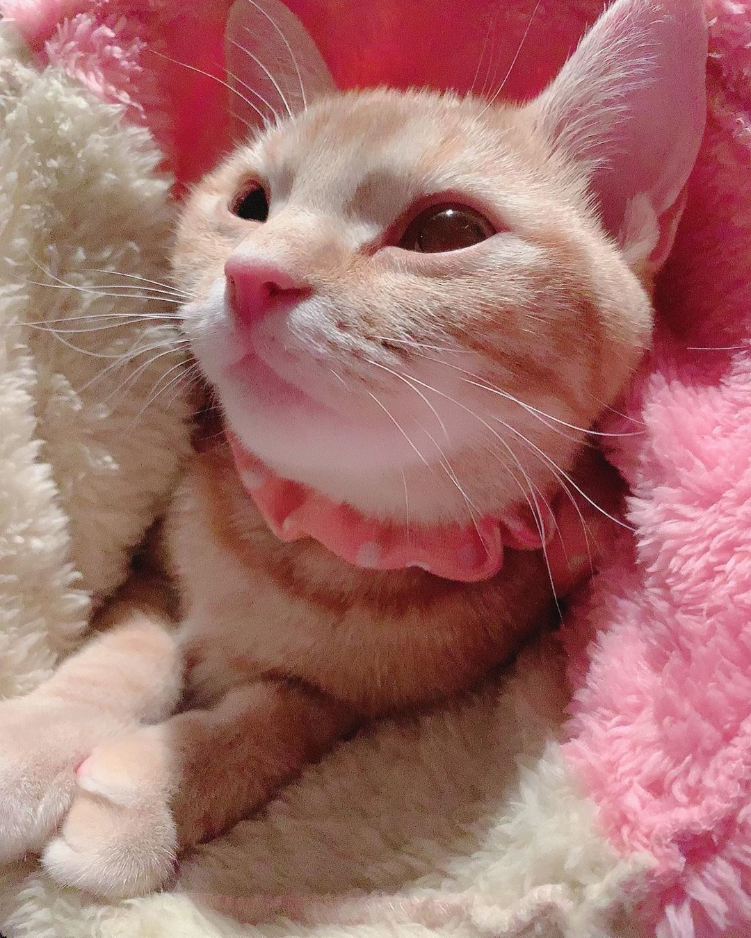 寝袋で眠るアメリカンショートヘア