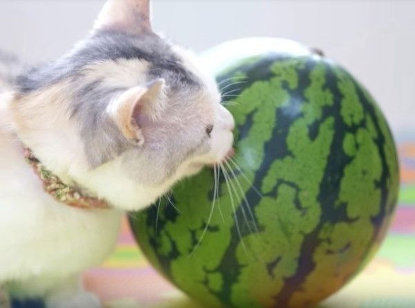 スイカ大好きニャンコ