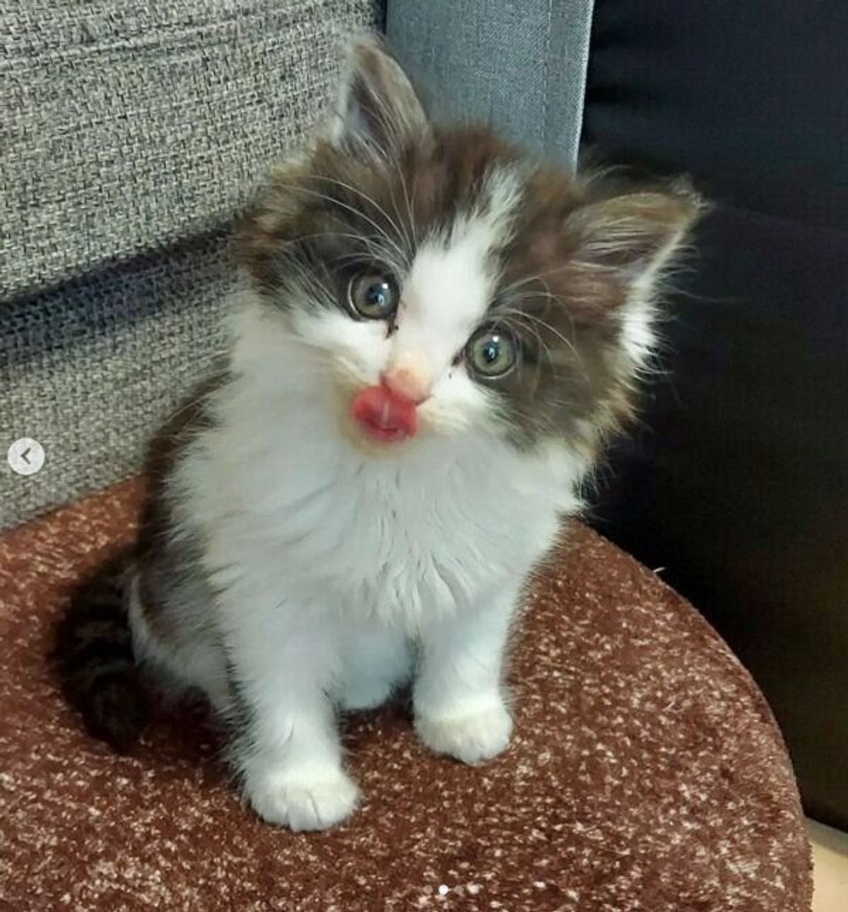 コンビニの駐車場でガリガリに痩せた子猫を保護 突然の出会いからもうすぐ2カ月 すっかり家族の中心に ねこのきもちweb Magazine コンビニの駐車場でガリガリに痩せた子猫を保護 突然の出会いからもうすぐ2カ月 すっかり家族の中心に ねこのきもちweb Magazine