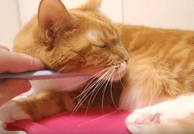 茶トラ猫　ちゃいちゃん