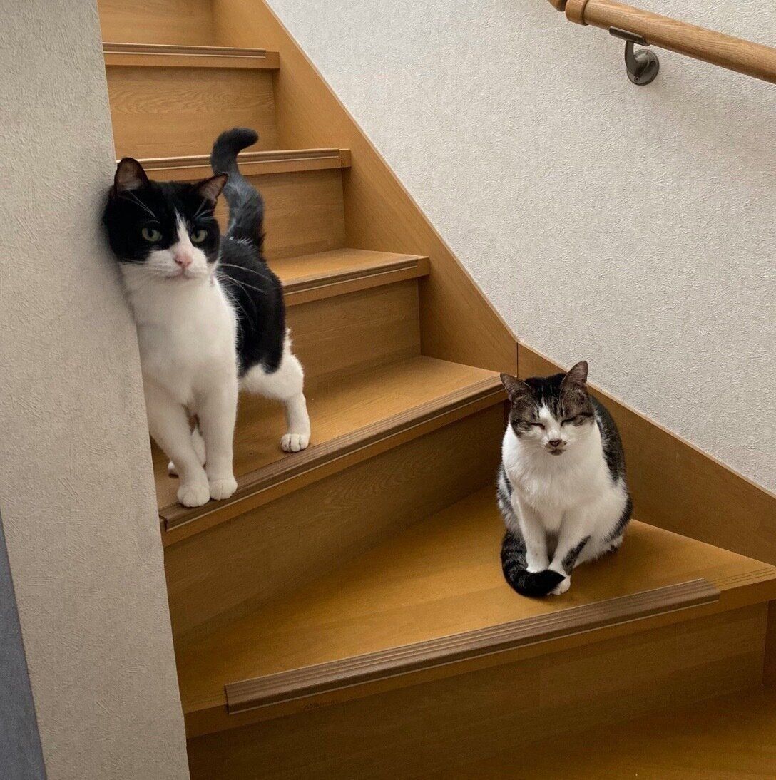 「部屋のドア開けて」と呼びに来たブランくんたち