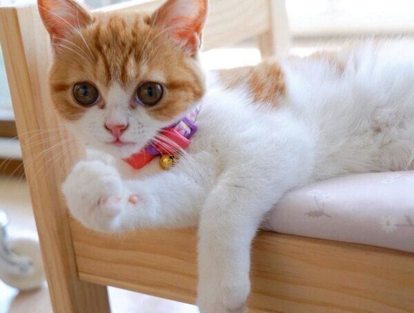 まったりするモチさん