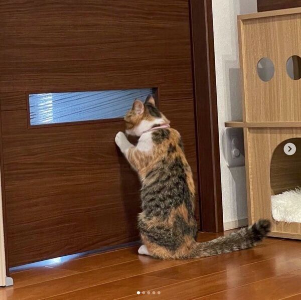玄関をのぞき見るむぎめちゃん