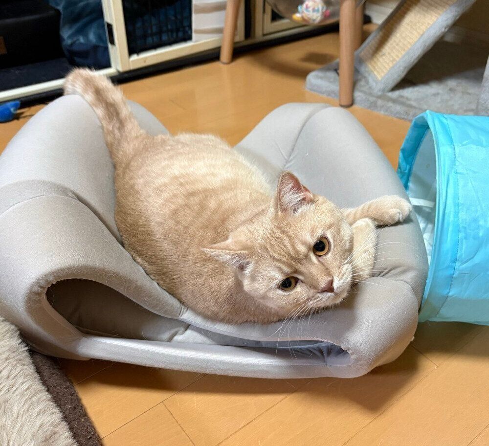ハウスを潰す神威くん