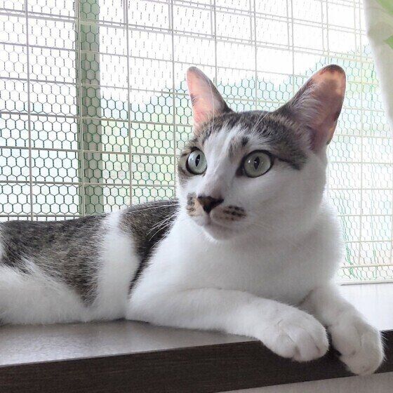 キジトラ猫のサヴァちゃん