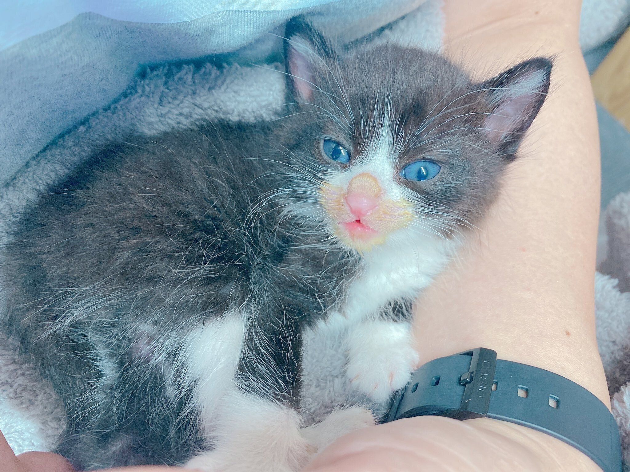 保護翌日に撮影された、生後推定1カ月のパトくん。