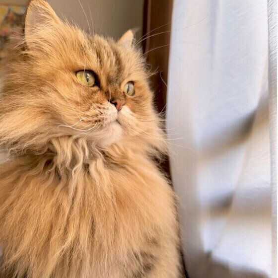 窓の外を眺めるペルシャ