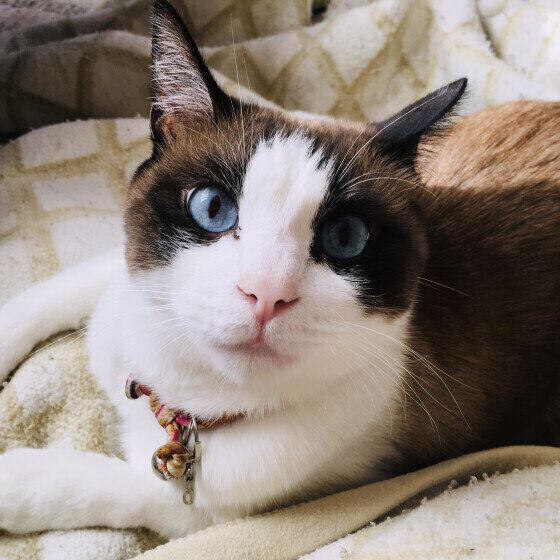 茶白猫のはっさくちゃん