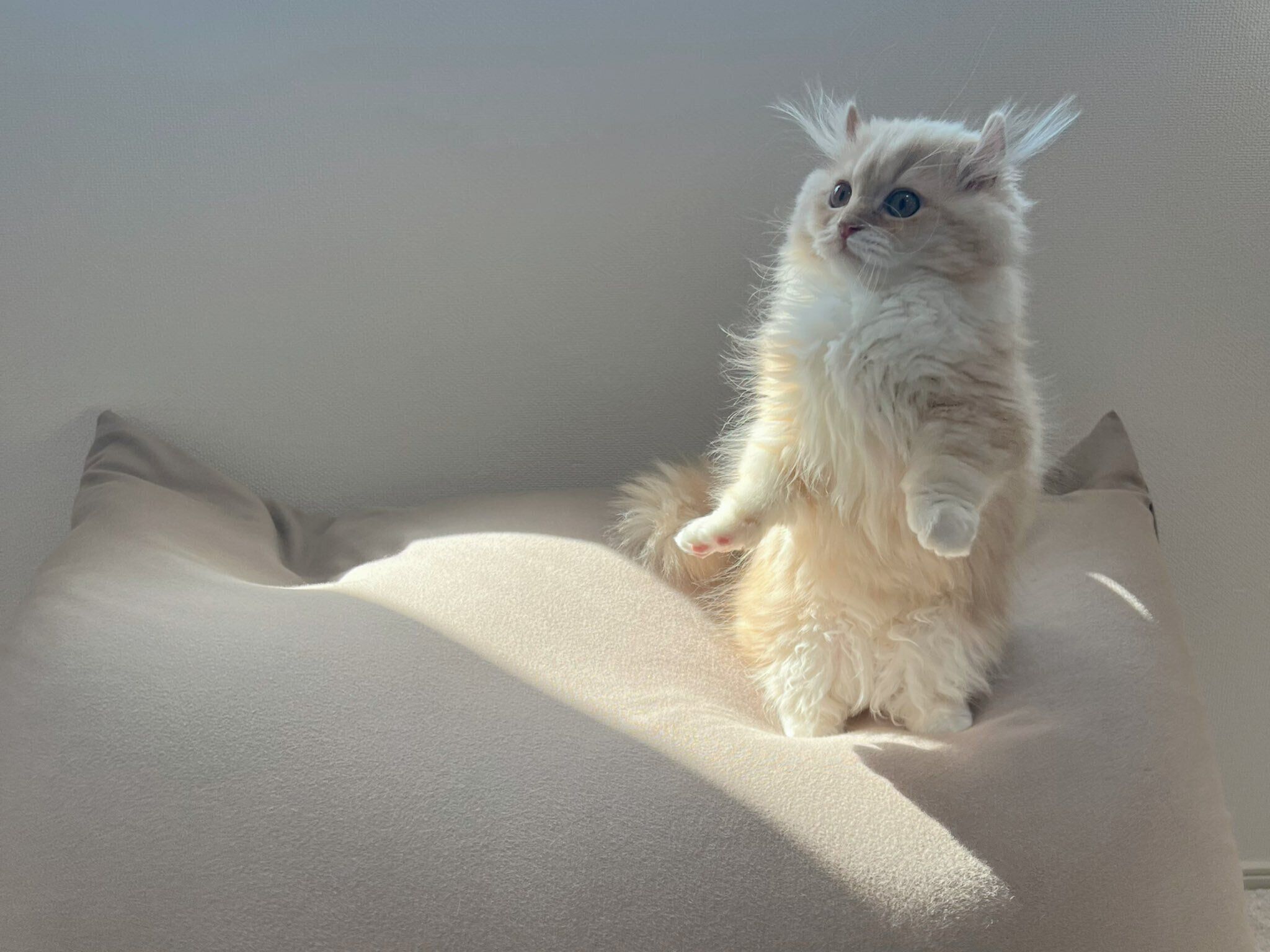 スクッと立つぽこたくん