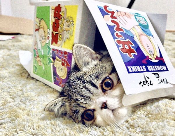 箱に入るエキゾチックショートヘアー