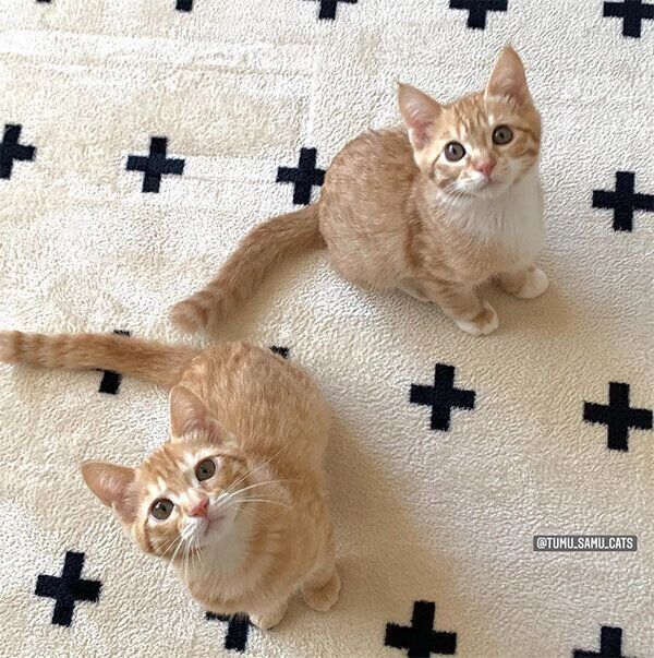 見上げるツムくんとサムくん