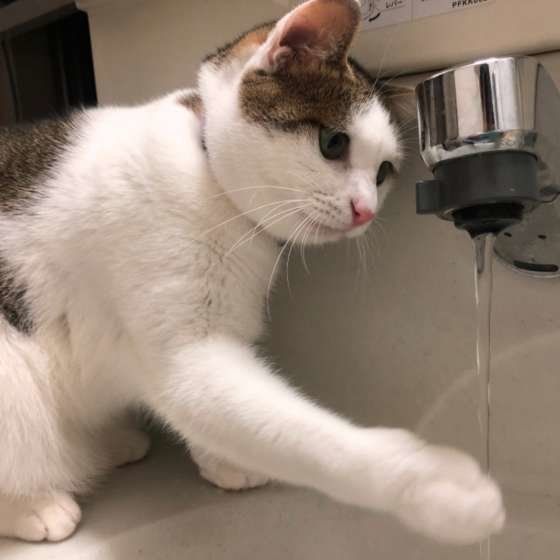 てチコちゃん　MIX　キジトラ