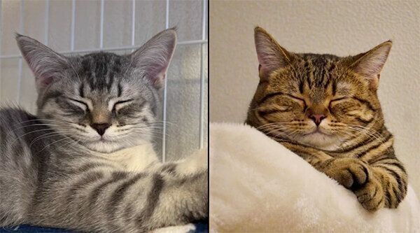 新入り猫・つむちゃん、もなちゃん