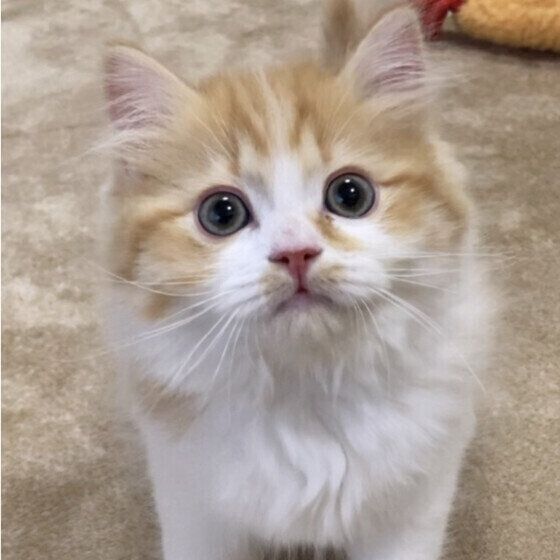 マンチカンのRukaくん♪