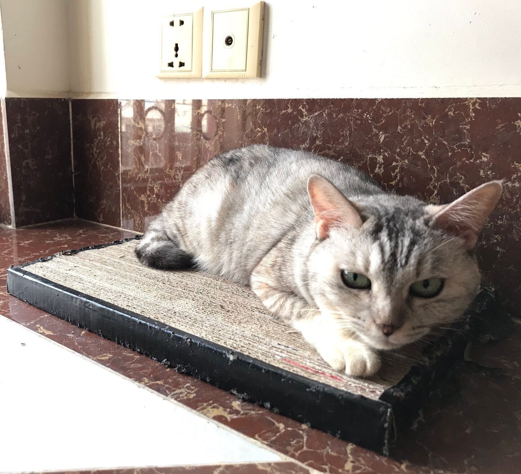 ビールの空き箱で手作り爪とぎ