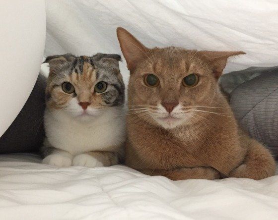 掃除機から隠れるスコティッシュフォールドのまるみ