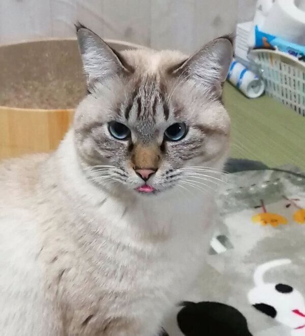 舌をしまい忘れるつむぎちゃん