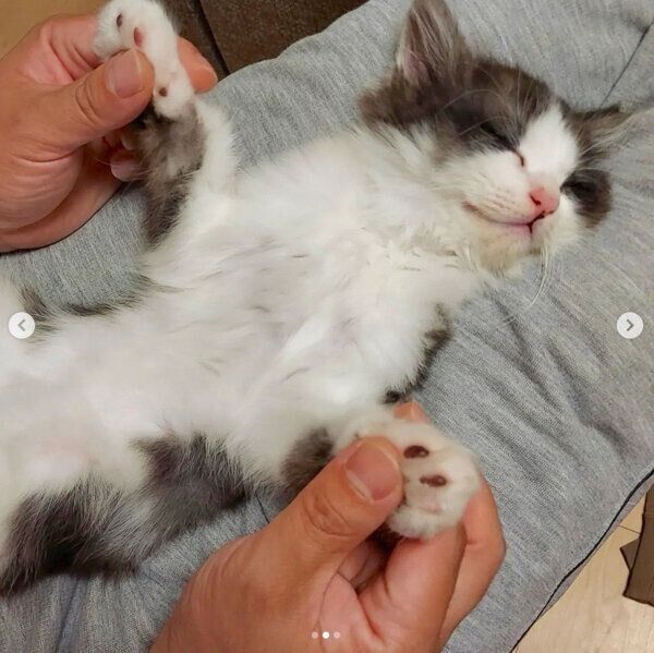 気持ちよさそうに眠るもくくん