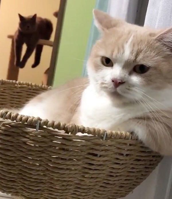 スパイクくんとパティちゃん