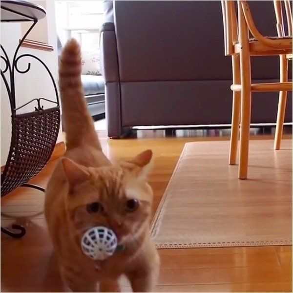 ボール遊び大好きニャンコ