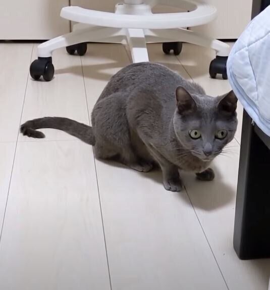 様子をうかがう猫