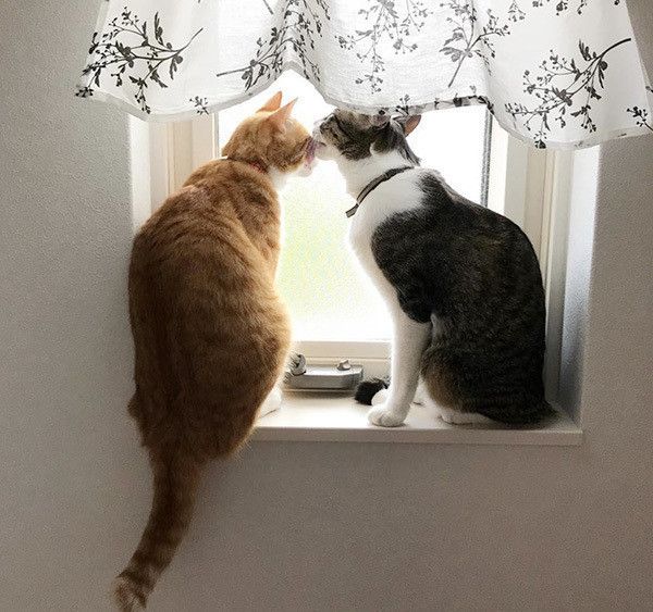 甜茶ちゃんと麦茶ちゃん