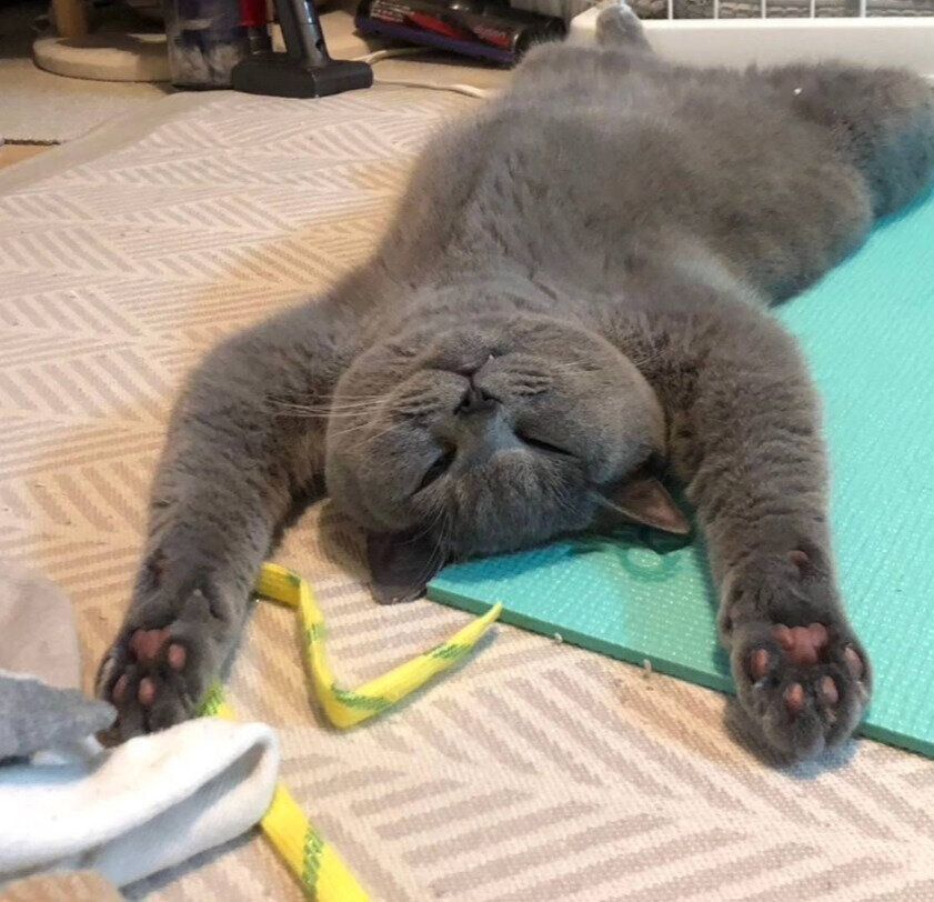 仰向けでブリティッシュショートヘア