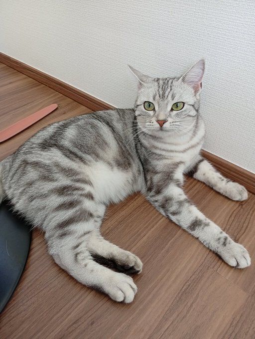 床でくつろぐアメリカンショートヘア