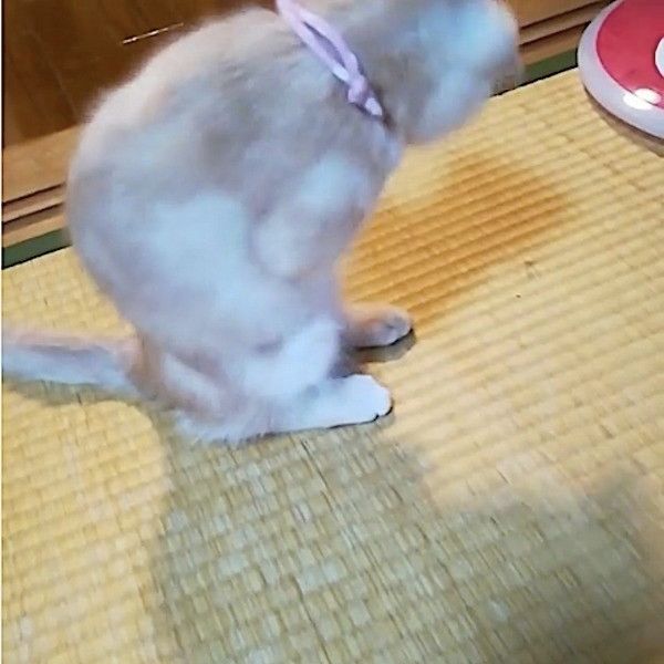 首輪が気になるニャンコ