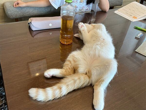 テーブルの上で寝転ぶ猫