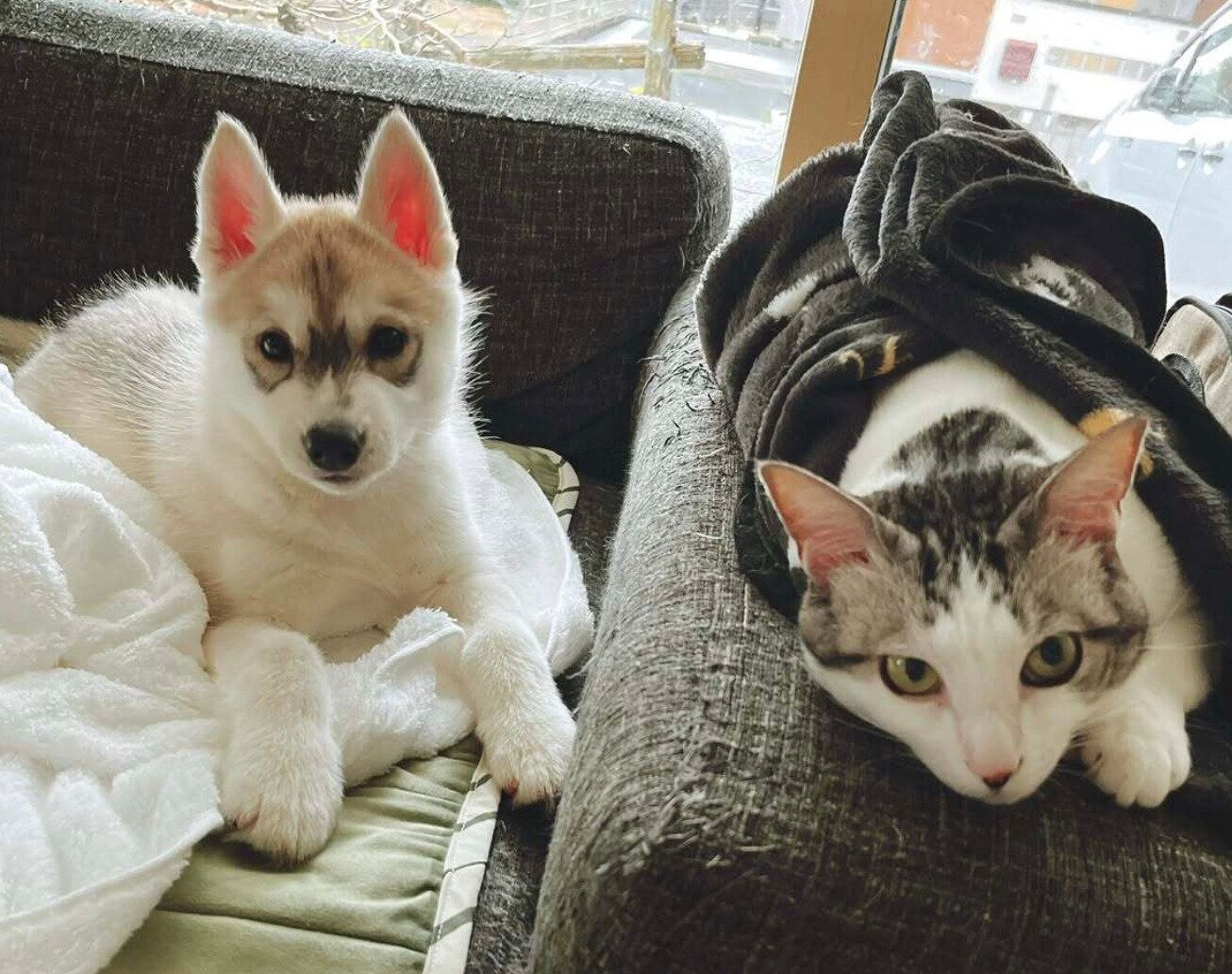 末っ子犬・ららちゃんとくぅちゃん