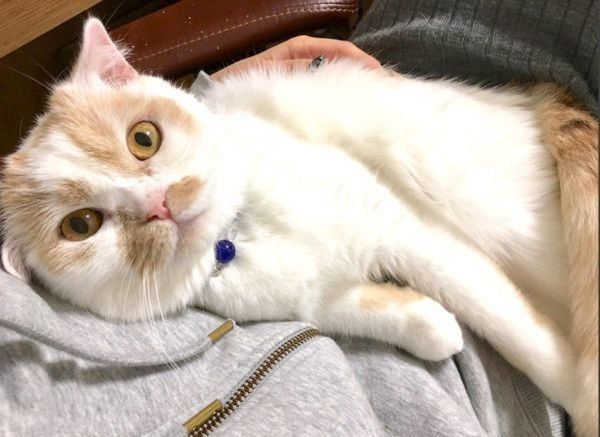 飼い主さんに抱っこされるホイップクリームちゃん