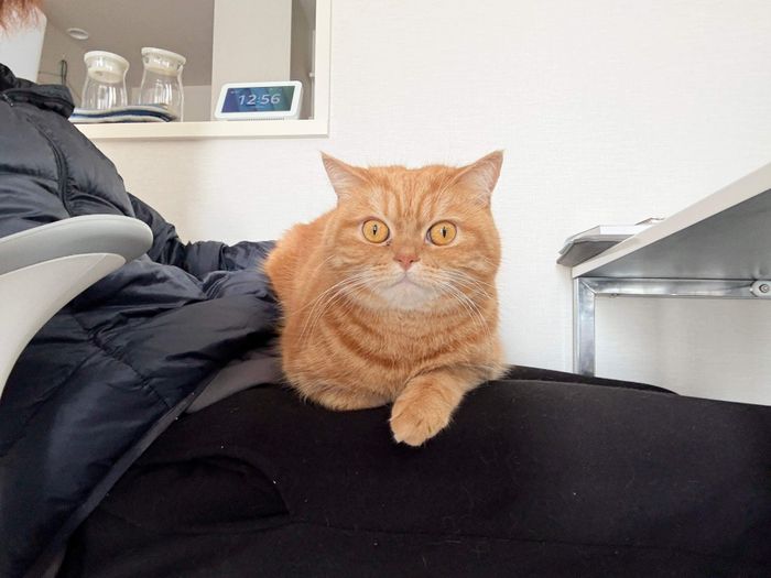 飼い主さんの膝の上に乗るにゃむちゃん