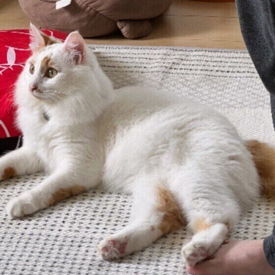 後ろ足で飼い主さんを踏むスコティッシュフォールドのたびくん