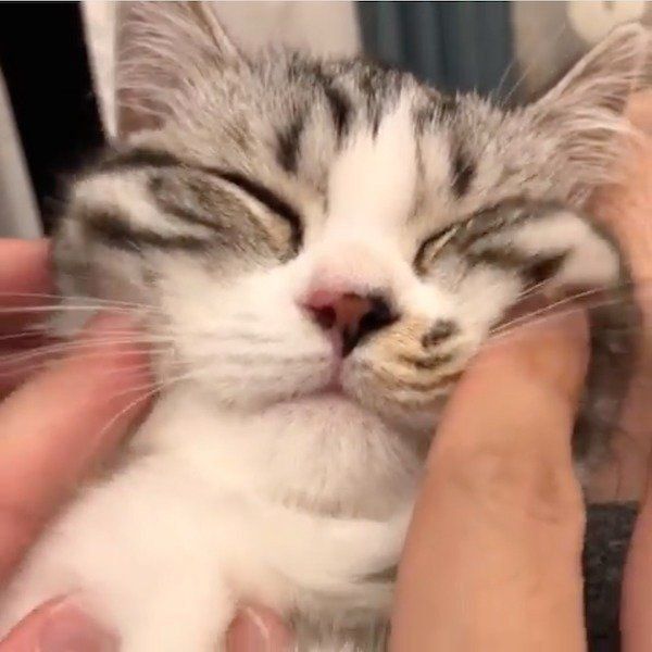 お顔のマッサージが気持ちよさそうなマンチカン