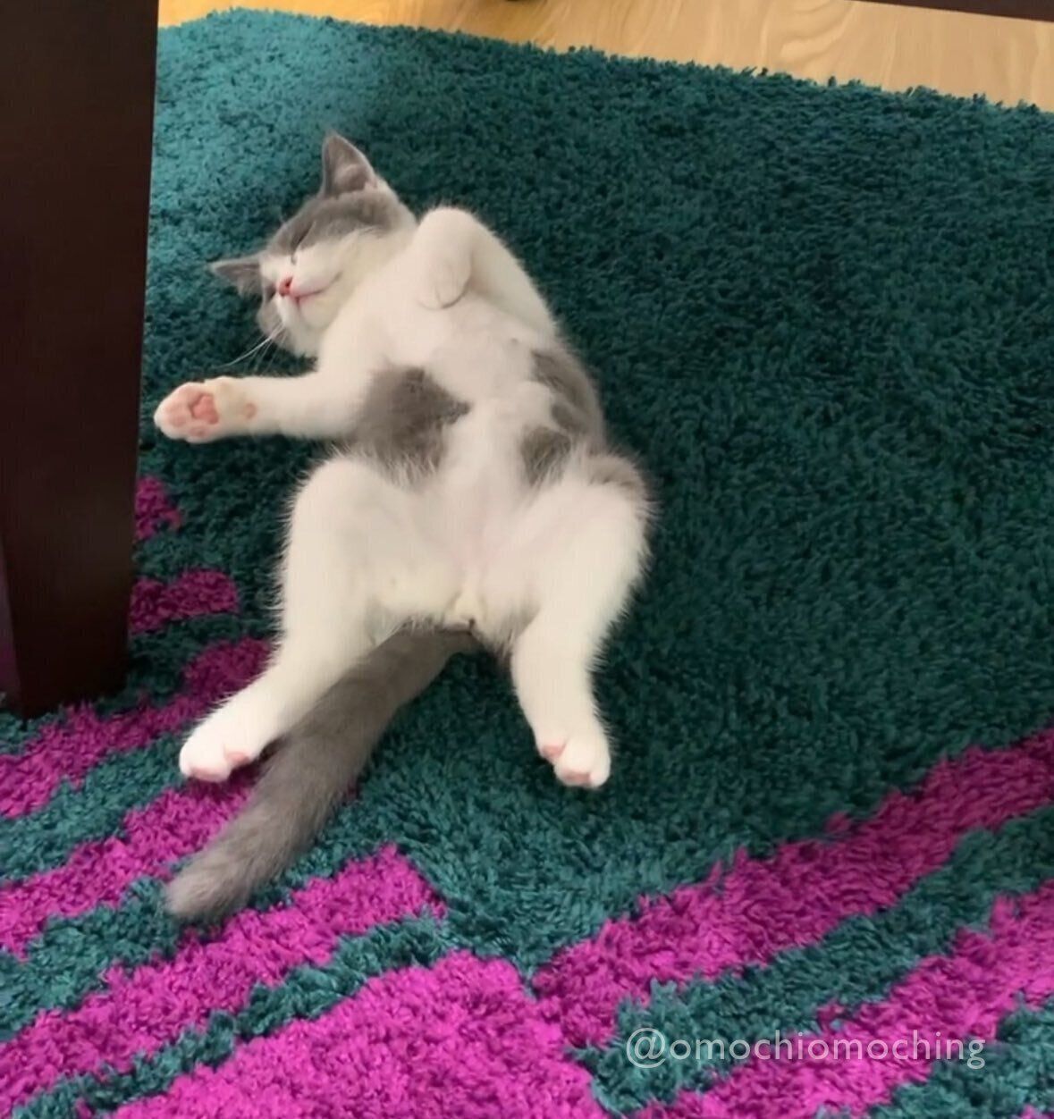 ヘソ天ポーズで眠るおもちちゃん