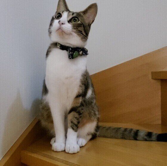 キジトラ猫の諭吉ちゃん