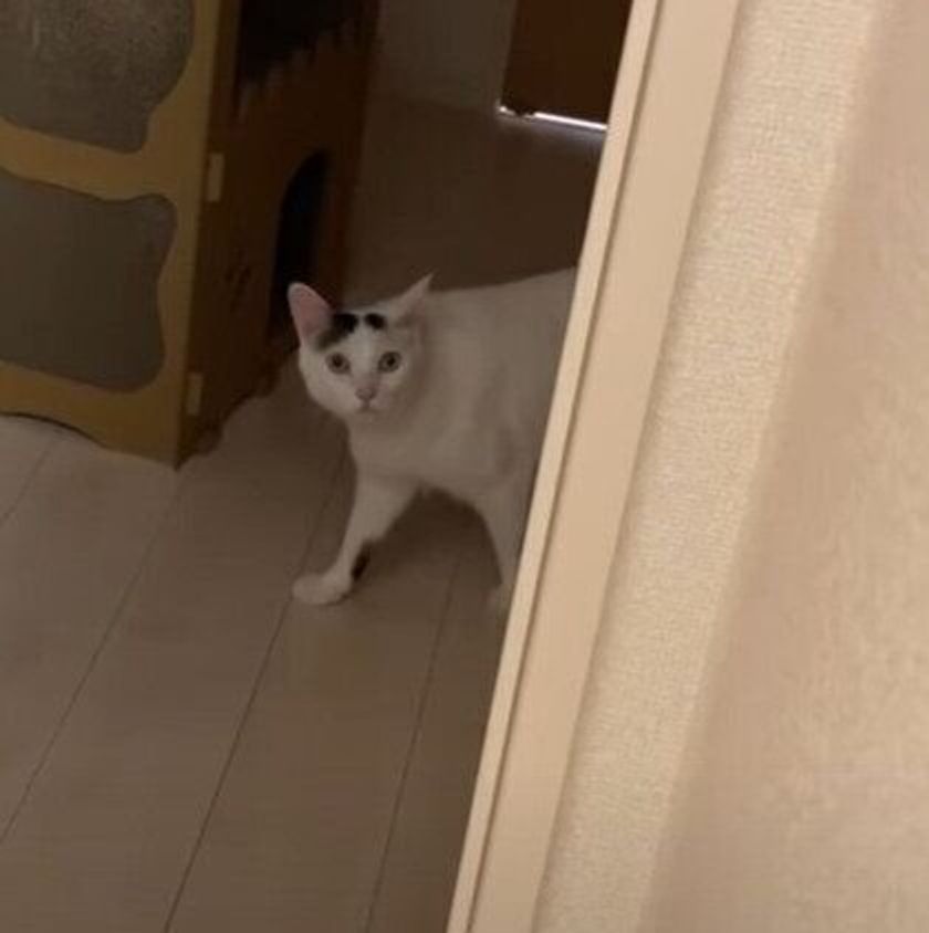 ママさんと鉢合わせして驚く猫 びっくりしたニャ の表情にご注目 ねこのきもちweb Magazine ママさんと鉢合わせして驚く猫 びっくりしたニャ の表情にご注目 ねこのきもちweb Magazine