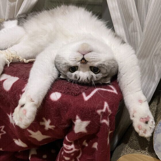 スコティッシュフォールドのわさびちゃん