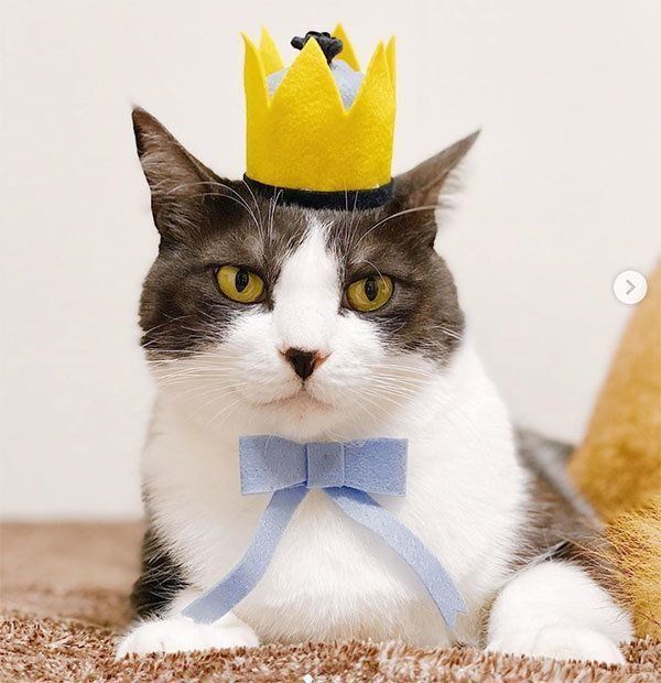 被り物をつけるからしちゃん