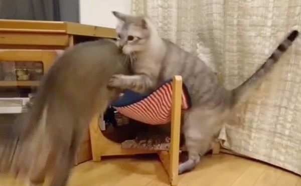 姉弟喧嘩する猫