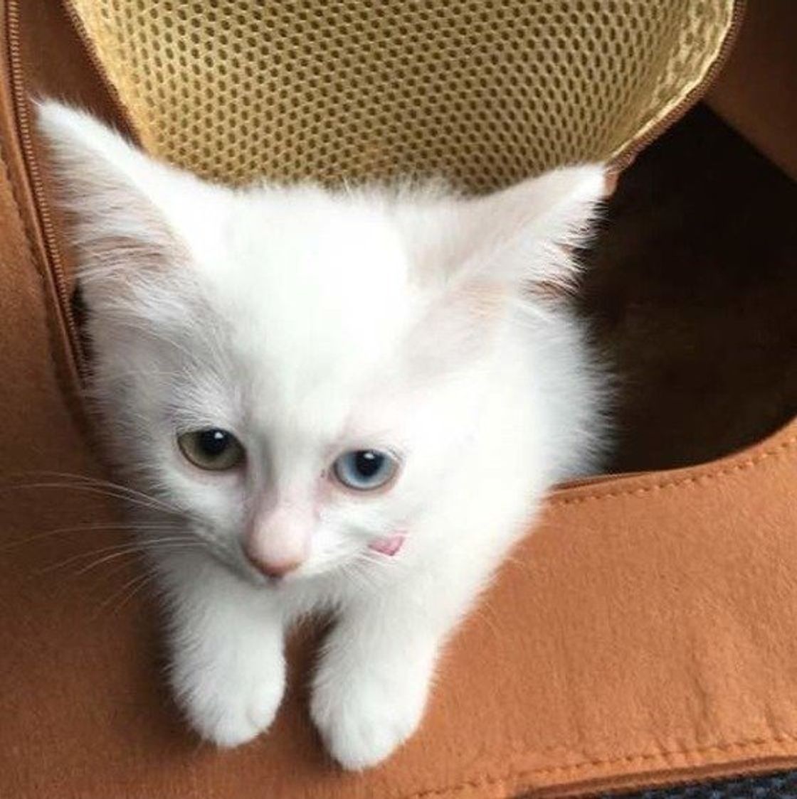 猫は 月の動物 なの 新月 満月で行動の違いも見られるって ホント ねこのきもちweb Magazine 猫は 月の動物 なの 新月 満月で行動の違いも見られるって ホント ねこのきもちweb Magazine
