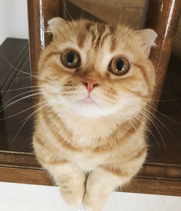 女の子と背くらべする猫