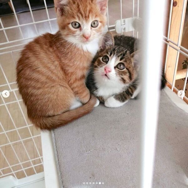 寄り添うきなこちゃん、あんこちゃん