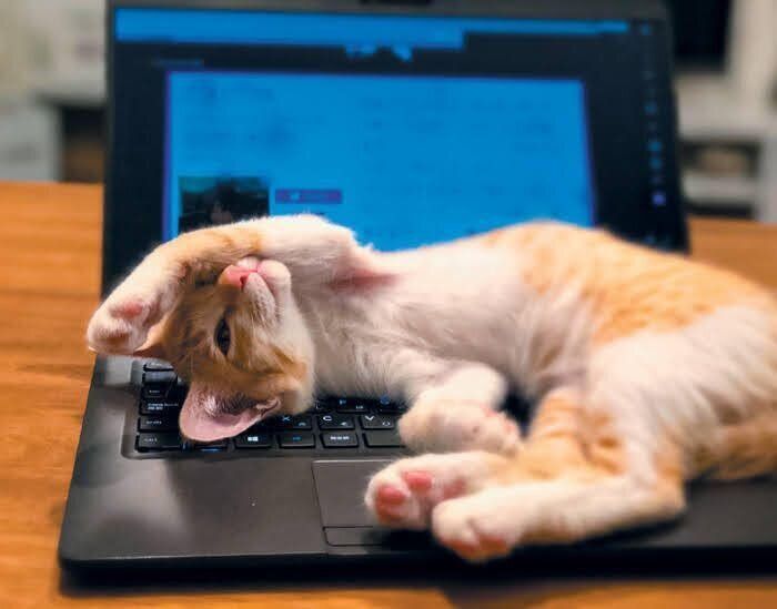 茶トラのうにくん