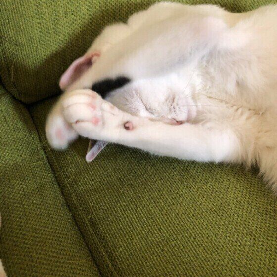 両手で顔を洗うたまくん