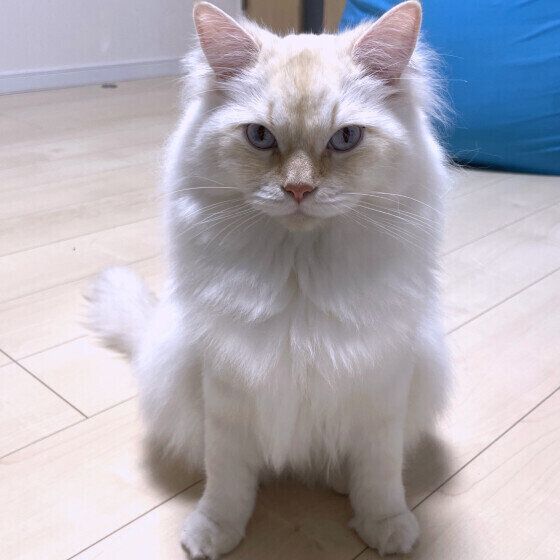 サイベリアンのアルくん