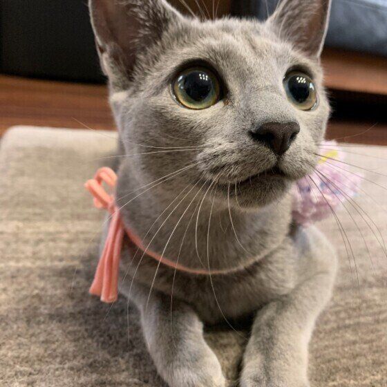 くつろぐロシアンブルー