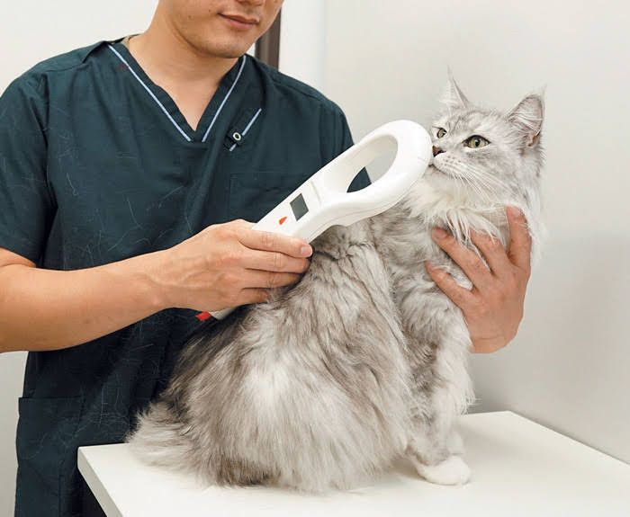 きちんと装着されたか確認を受ける猫